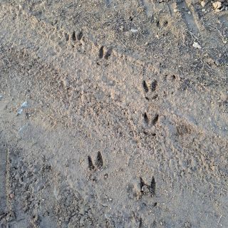 🐗 Zkoušeli jste někdy stopování zvěře? Může to být zajímavý zážitek, ale také je potřeba opatrnosti. Touto dobou se již...